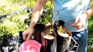 Как прорастить и вырастить фисташку?!