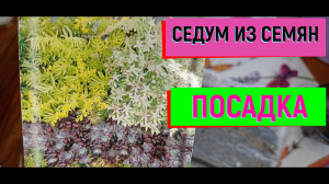 СЕДУМ ИЗ СЕМЯН.ПОСАДКА #седум#седумизсемян#посадка#посадкаседума#седумвыращивание#суккуленты#
