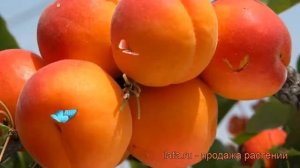 Абрикос обыкновенный Фаворит (favorit) ? обзор: как сажать, саженцы абрикоса Фаворит