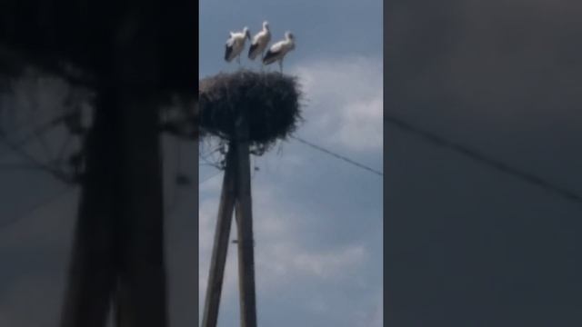 Аисты в гнезде на столбе! смотреть онлайн