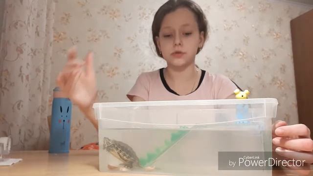 Как правильно содержать дома черепаху смотреть онлайн
