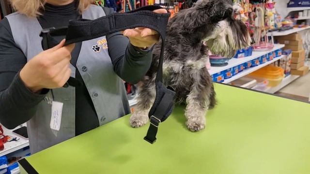 Как правильно подобрать шлею для собаки. Виды шлеек и как их надевать. Полезности от 