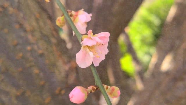 Japanese Apricot (Prunus mume) in Bloom at the LA Arboretum смотреть онлайн