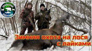 Зимняя охота на лося с лайками.