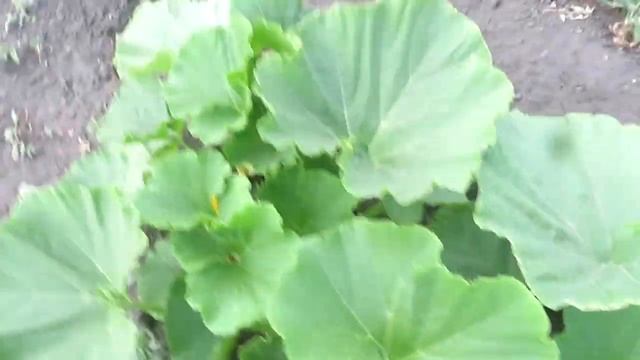 ОШИБКИ и обзор моего огорода в деревне смотреть онлайн