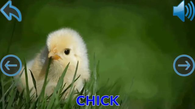 Learn Wild Animals For Children HD Learn Wild Animals Names For Kids Learning Wild Animal смотреть онлайн