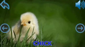 Learn Wild Animals For Children HD Learn Wild Animals Names For Kids Learning Wild Animal