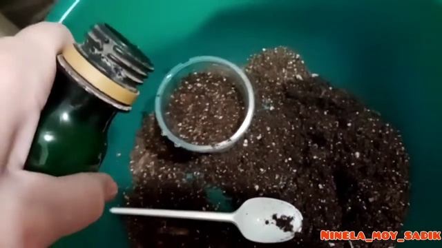 Огурцы на подоконнике. Часть первая :посадка семян и всходы? смотреть онлайн