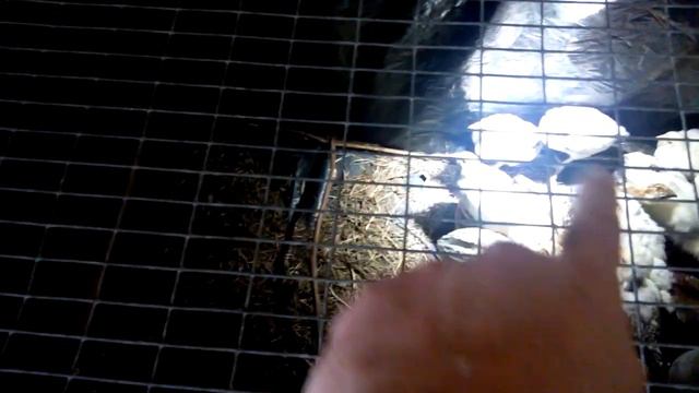 Брудер из картонной коробки, обзор после эксплуатации смотреть онлайн