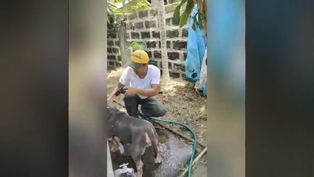 Beginner Future Trainer ?@animal lover смотреть онлайн