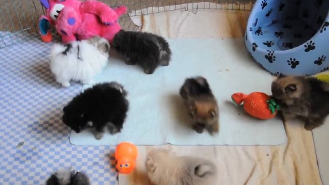 Наши малыши, весна 2015 смотреть онлайн