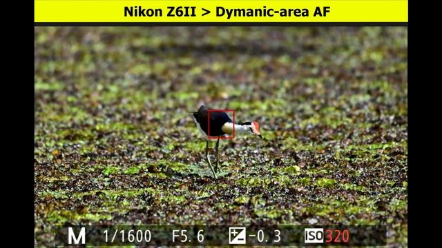 Nikon Z6II Bird Photography Best AF Settings