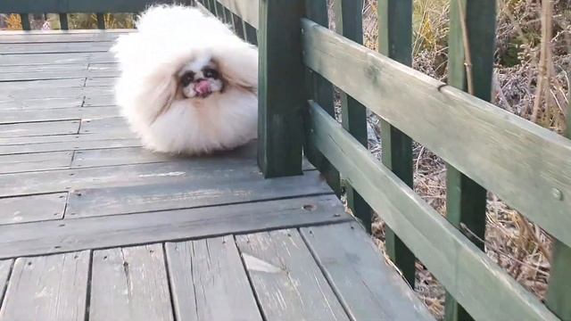 my little princess смотреть онлайн