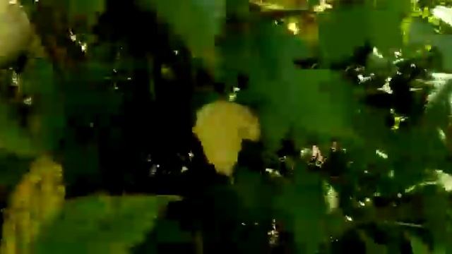 Смородина черная 