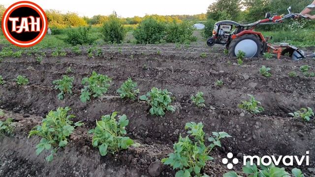 ОКУЧИВАНИЕ КАРТОФЕЛЯ. ДИСКОВЫМ ОКУЧНИКОМ. смотреть онлайн