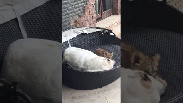 Алабай и Султана маленькая львица настоящая любовь смотреть онлайн