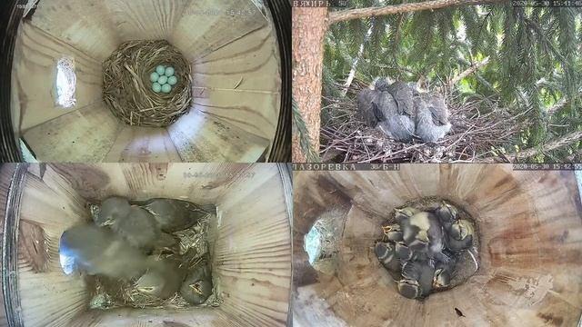 Онлайн-трансляция - 2020. 30.05.2020 г. . город Калуга. смотреть онлайн