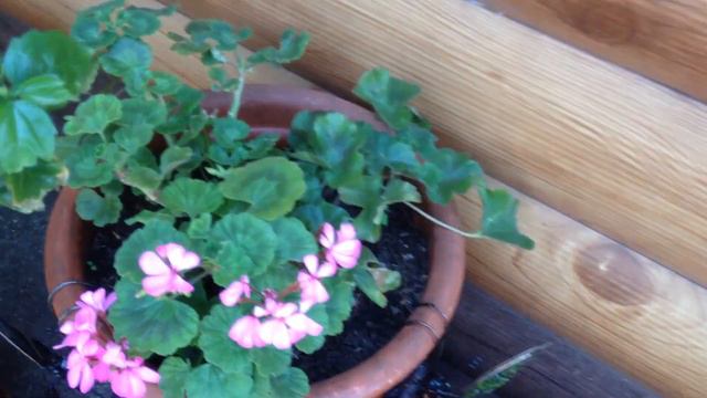 ОФОРМЛЕНИЕ ВХОДА. ЦВЕТОЧКИ ВЫШЛИ ПОГУЛЯТЬ. смотреть онлайн