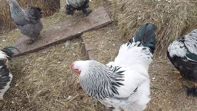 Не ПОКУПАЙТЕ КУР, пока НЕ УЗНАЕТЕ о них, что... смотреть онлайн