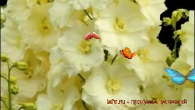 Дельфиниум высокий Санглем (delphinium elatum) ? обзор: как сажать, саженцы дельфиниума Санглем смотреть онлайн