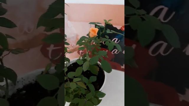 Роза Кордана. Зацвела во второй раз. смотреть онлайн