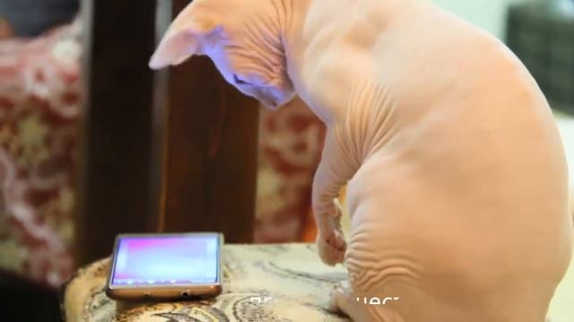 Канадский сфинкс котенок Соня смотреть онлайн