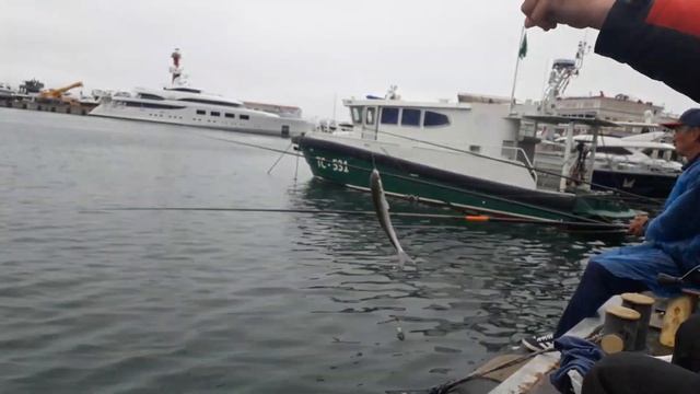 Ловля кефали и первый окунь. Морской порт Сочи смотреть онлайн