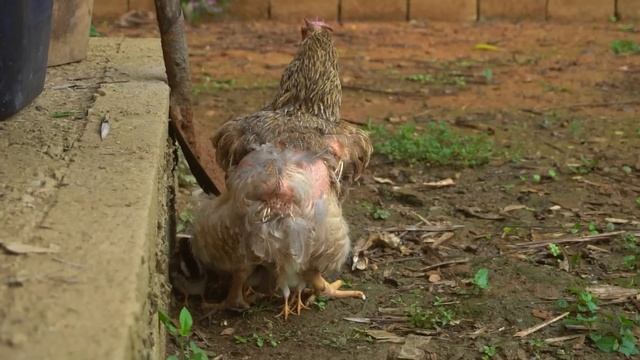 build a 2-story wooden house, build a wooden house 2023 - 3 years living in the forest смотреть онлайн