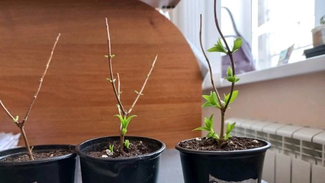 Рано проснулись саженцы метельчатой гортензии ? Что делать ⁉️ смотреть онлайн