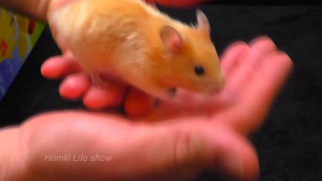 Интересные Моменты из Жизни Сирийского Хомяка Бобби. Веселые видео с Хомяками смотреть онлайн