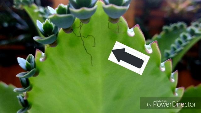 KALANCHOE LAETIVIRENS, Identificando nossas plantas.. смотреть онлайн