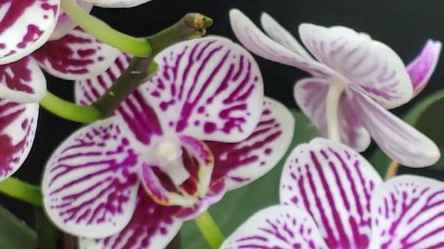 미니호접란 아기 얼룩말. Mini Orders Phalaenopsis "Little Zebra" смотреть онлайн