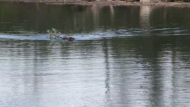 Бобер грызет очередное дерево смотреть онлайн
