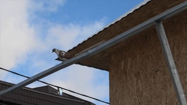 Бакинские голуби Исаева Василия! смотреть онлайн