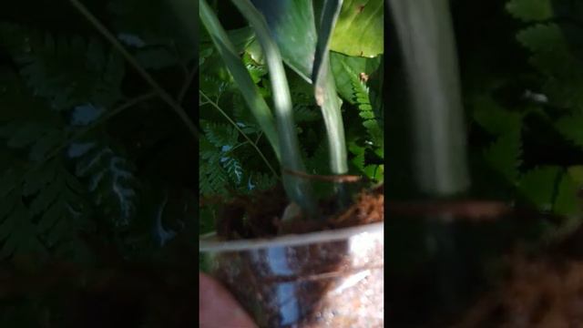 Scindapsus treubii black form silver variegated | Fazza Nursery - Popular plants смотреть онлайн