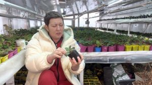 Тренды, топы. Как продавать гортензии и какие сорта выращивать.