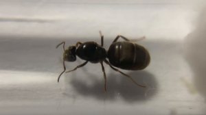 Лазиус нигер -Чёрный садовый муравей (Lasius niger)
