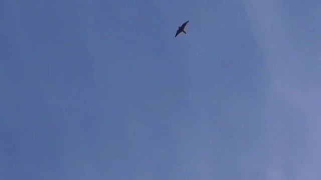 Сокол Сапсан нападает на голубей!!! Falcon Peregrine attacks pigeons!!! смотреть онлайн
