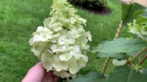 Метельчатая гортензия полярный медведь в первый год посадки.