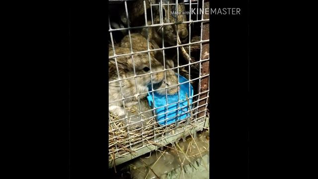 Зимний окрол: крольчатам 27 дней!! смотреть онлайн