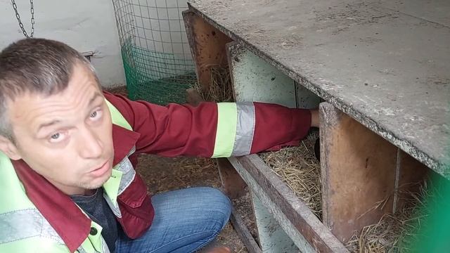 наседка с мохнатыми лапами / домашнее содержание кур смотреть онлайн