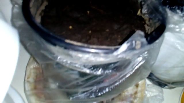 Как вырастить кедр смотреть онлайн