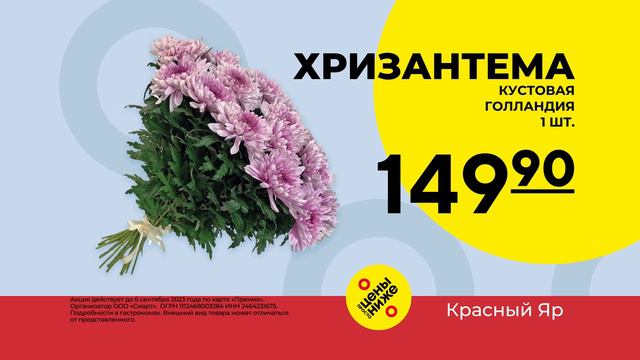 Рекламный ролик Красный Яр Хризантема кустовая смотреть онлайн