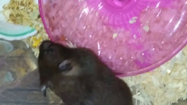 Сирийский хомяк Чернушка?/Hamster??? смотреть онлайн