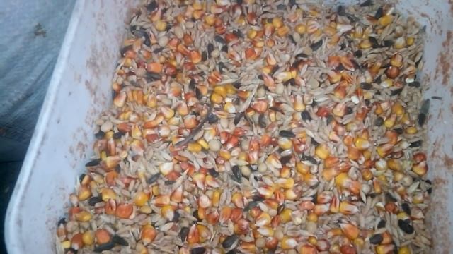 Универсальный корм для ВСЕЙ домашней птицы - результат потрясающий - смотрите сами смотреть онлайн