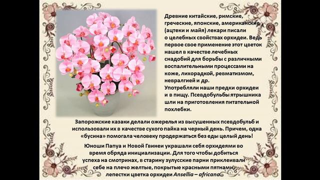 Орхидея — история, легенды и предания смотреть онлайн