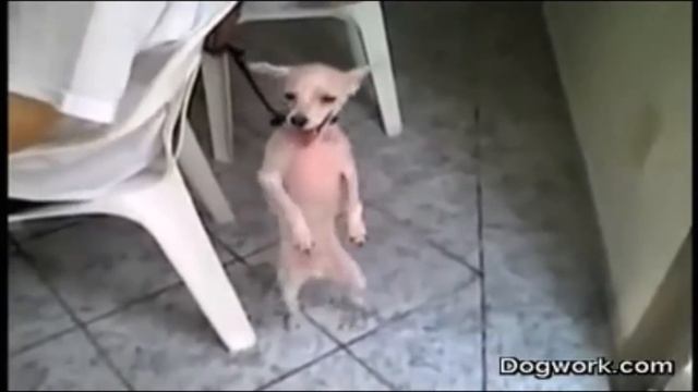 The BEST Dominican Bachata Dancer in the World! смотреть онлайн