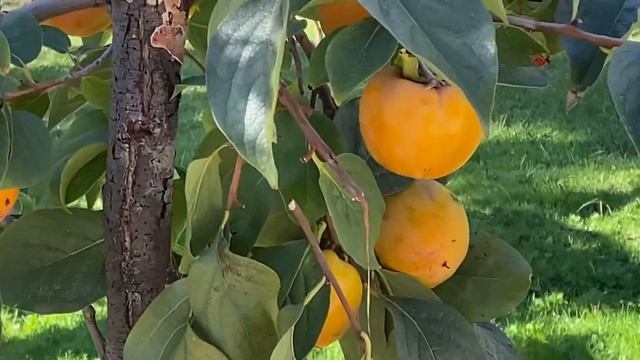 Ницца. Сходили в русскую церковь смотреть онлайн