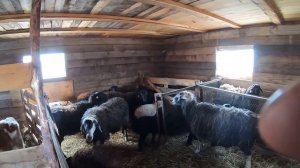 Разведение хозяйства в деревне. ЛПХ. Крс, бараны, свиньи, кролики, птица.