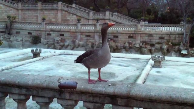 Злая утка | Angry duck смотреть онлайн